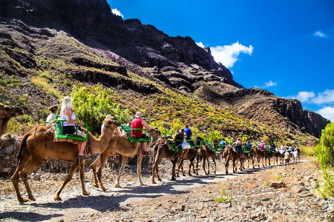 Paseos turísticos en camello, en Lanzarote.