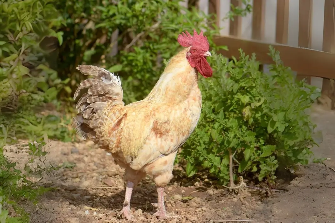 Gallina canaria, en una imagen del Instituto Canario de Investigaciones Agrarias (ICIA).