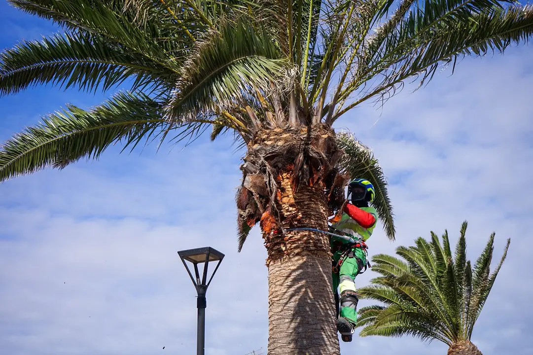 Poda de palmeras en Lajares, en im&aacute;genes difundidas por el Ayuntamiento de La Oliva en mayo de 2025.