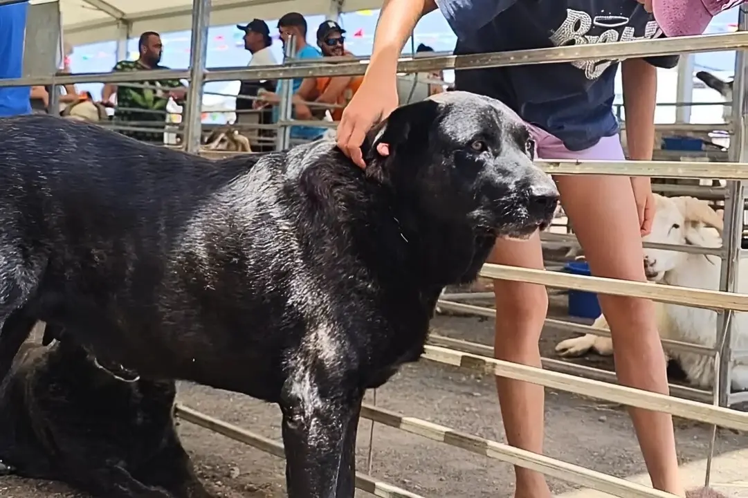 Perro bardino, en la Feria de Ganado de Lajares | ©Fuerteventura Digital.