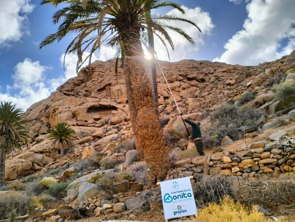 Campaña de detección de diocalandra en el palmeral de Ajuy y su entorno
