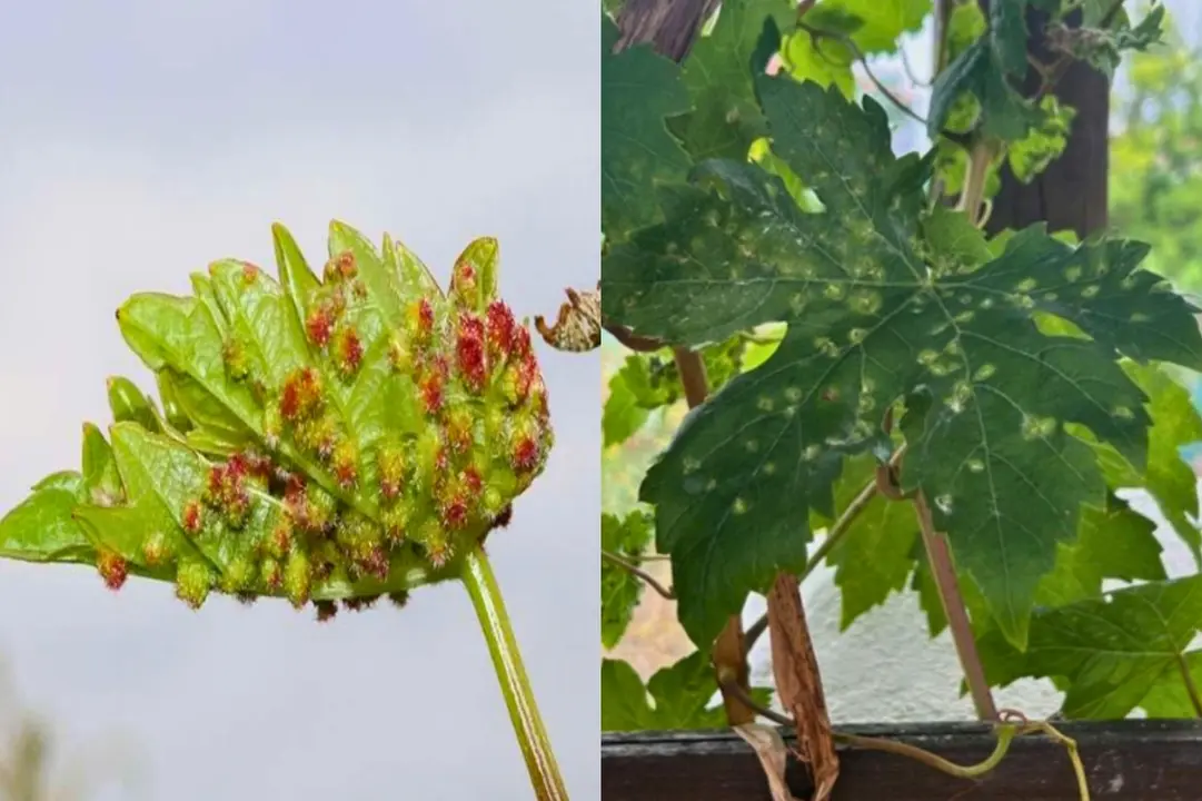 Imágenes de la filoxera (Daktulosphaira vitifoliae).