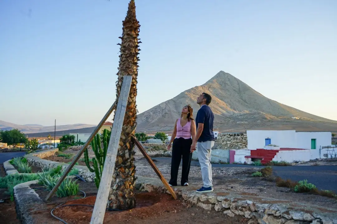 Árboles y palmeras dañados en Tindaya.
