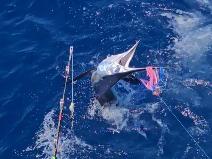 Marlin capturado en el Memorial Silvestre De Leon.