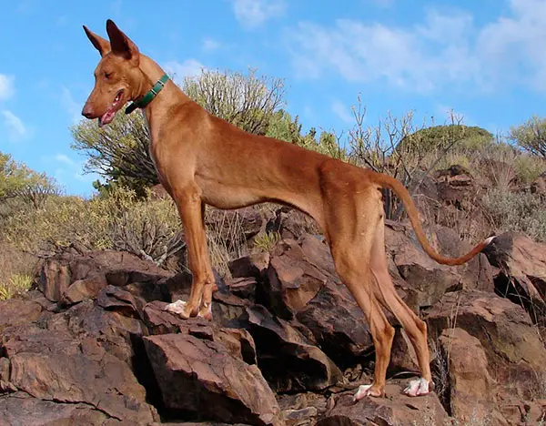Perro pondenco, una raza de caza.