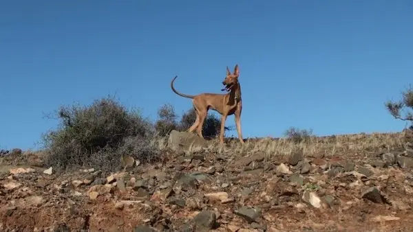 Perro pondenco, habitual en la caza.