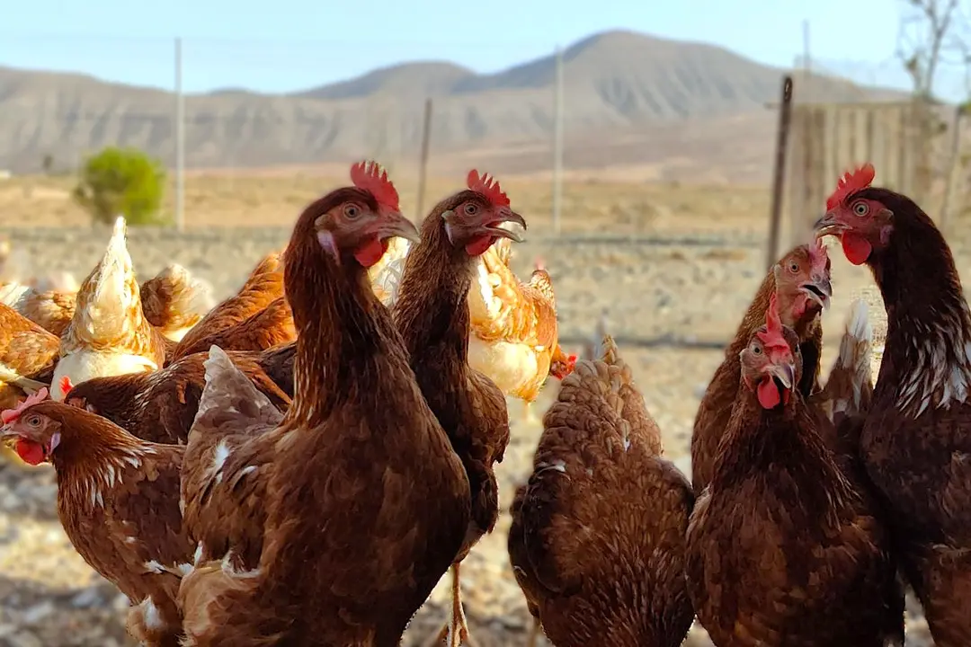 Explotación de gallinas en Fuerteventura | ©Fuerteventura Digital, 2023.