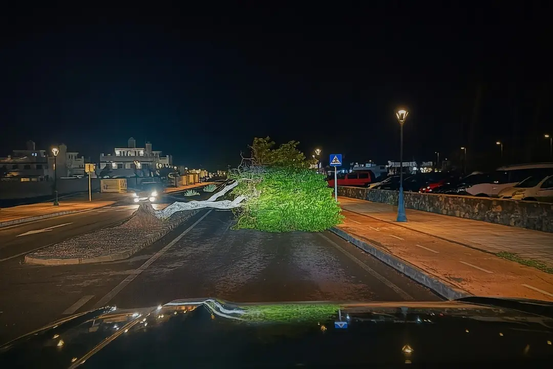 Árbol caído en Corralejo tras la borrasca, en una imagen de Bomberos de La Oliva.