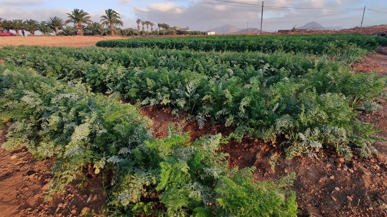 Cultivos ecol&oacute;gicos en Valles de Ortega | &copy;Fuerteventura Digital, 2021.