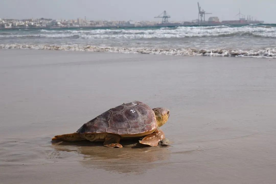 Liberaci&oacute;n de tortuga boba en Playa Blanca.