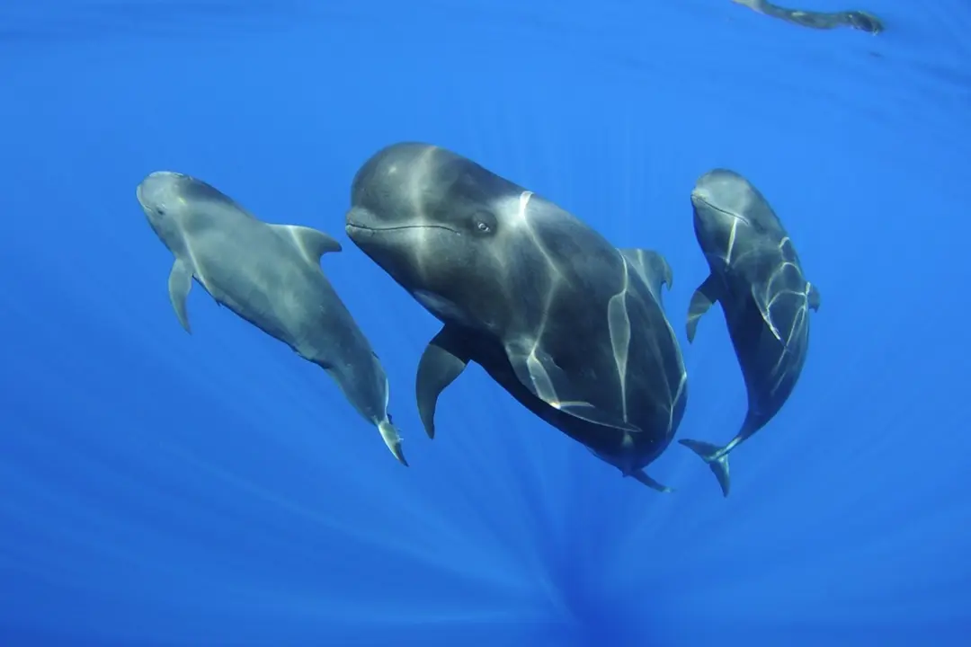 Calderones tropicales captados en la investigaci&oacute;n de especies marinas del IEO en Canarias en aguas de Lanzarote y Fuerteventura. Imagen de Teo Lucas para el IOE en las islas.