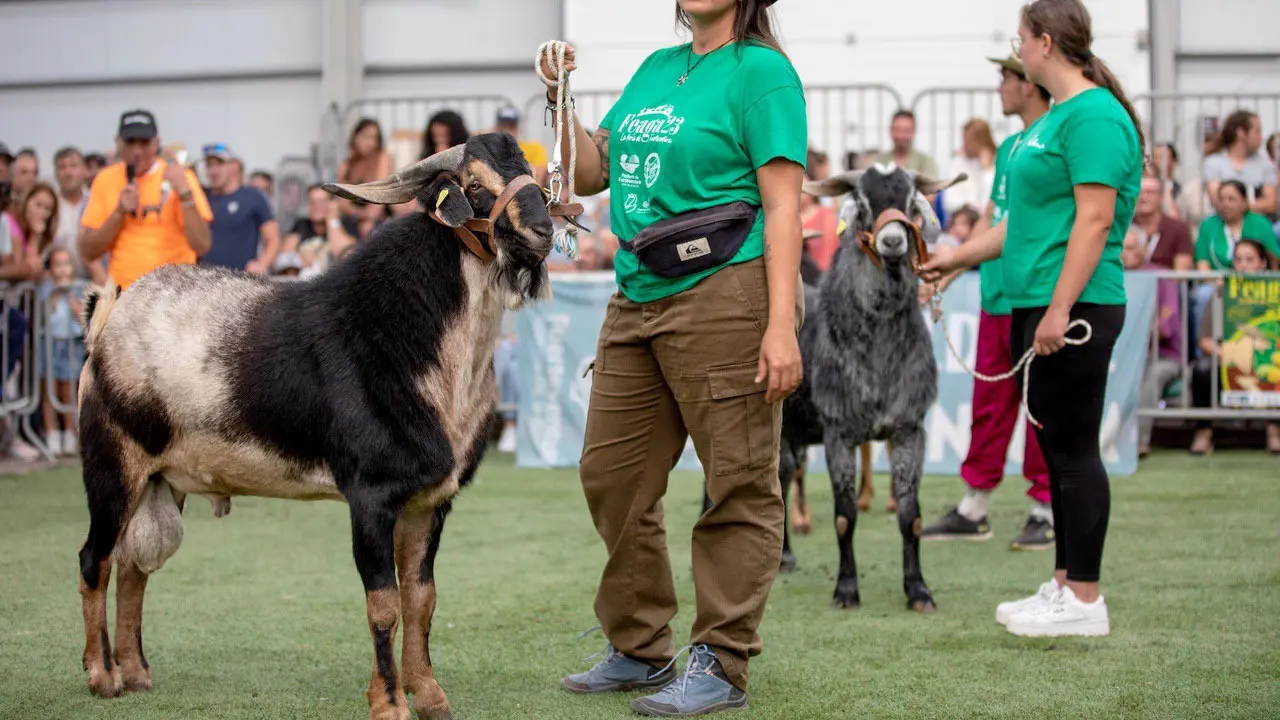 El alumnado de Veterinaria y del ciclo de Ganader&iacute;a colabora habitualmente en Feaga.