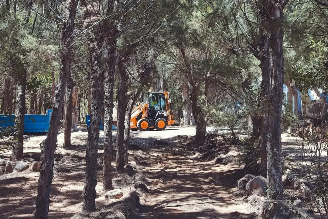 Trabajos en el palmeral de Costa Calma.