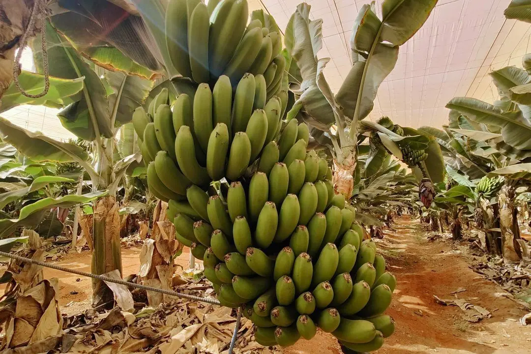 Cultivo de pl&aacute;tano en Fuerteventura | &copy;Fuerteventura Digital, 2023.