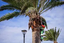 Poda de palmeras en Lajares, en im&aacute;genes difundidas por el Ayuntamiento de La Oliva en mayo de 2025.