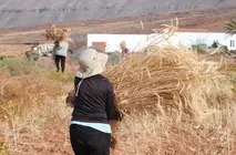 Centeno destinado a labores artesanas.