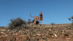 Perro pondenco, habitual en la caza.