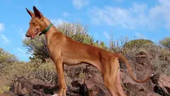 Perro pondenco, una raza de caza.