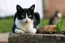 Imagen de un gato (Fernando Della Flora).