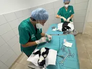 El quirófano del CPA ha esterilizado 13 gatos en su última campaña.