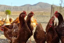 Explotación de gallinas en Fuerteventura | ©Fuerteventura Digital, 2023.