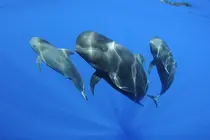 Calderones tropicales captados en la investigaci&oacute;n de especies marinas del IEO en Canarias en aguas de Lanzarote y Fuerteventura. Imagen de Teo Lucas para el IOE en las islas.