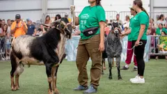 El alumnado de Veterinaria y del ciclo de Ganader&iacute;a colabora habitualmente en Feaga.