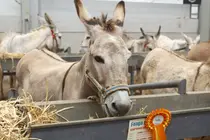 Burro majorero premiado en Feaga 2026.