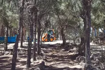 Trabajos en el palmeral de Costa Calma.