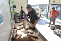 Llegada del pescado a la Cofrad&iacute;a de Pescadores de Corralejo | &copy;Fuerteventura Digital, 2023