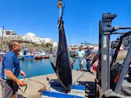 At&uacute;n Rojo capturado por un barco de pesca en Gran Tarajal | &copy;Fuerteventura Digital, 2023