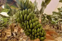 Cultivo de pl&aacute;tano en Fuerteventura | &copy;Fuerteventura Digital, 2023.