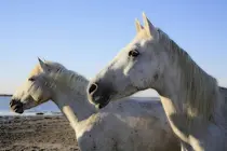 Imagen caballos sin relaci&oacute;n con la noticia (Fuente: pxhere).