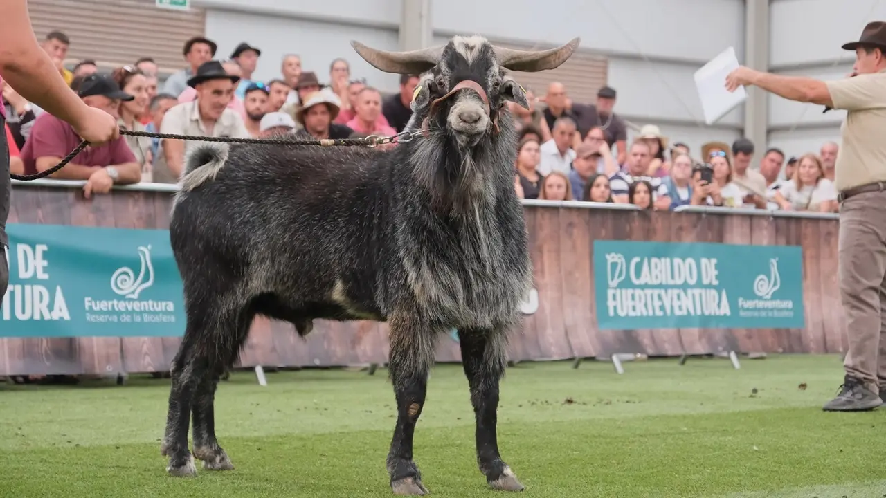 Morisco negro en la Subasta de Machos de Feaga 2024.