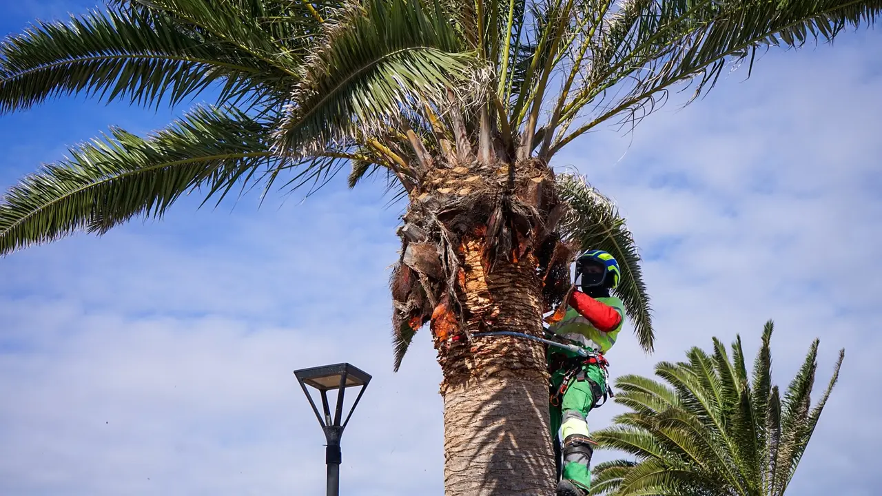 Poda de palmeras en Lajares, en im&aacute;genes difundidas por el Ayuntamiento de La Oliva en mayo de 2025.