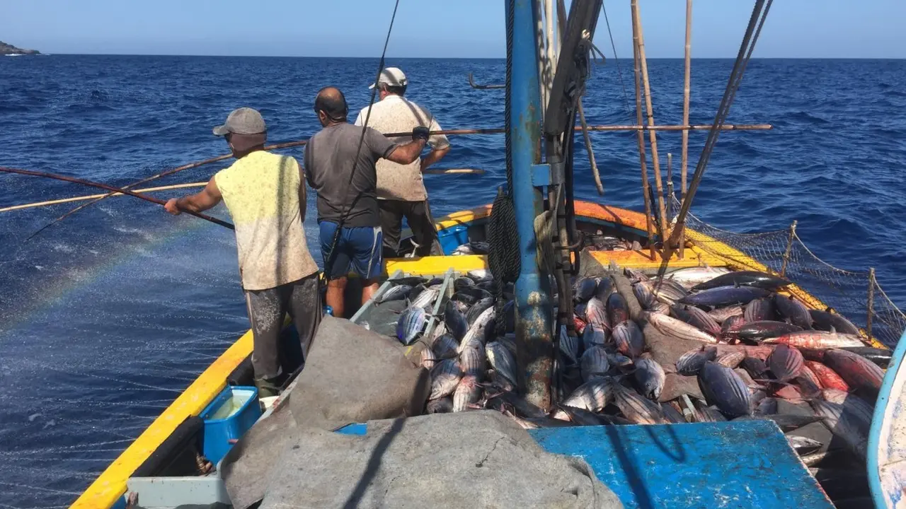 Pesca de at&uacute;n, en una imagen de la Federaci&oacute;n Regional de Cofrad&iacute;as de Pescadores de Canarias.