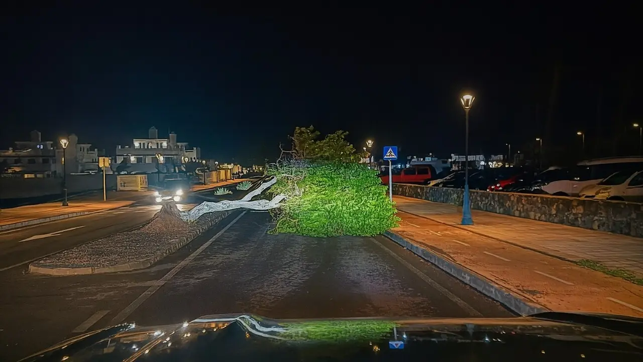 &Aacute;rbol ca&iacute;do en Corralejo tras la borrasca, en una imagen de Bomberos de La Oliva.