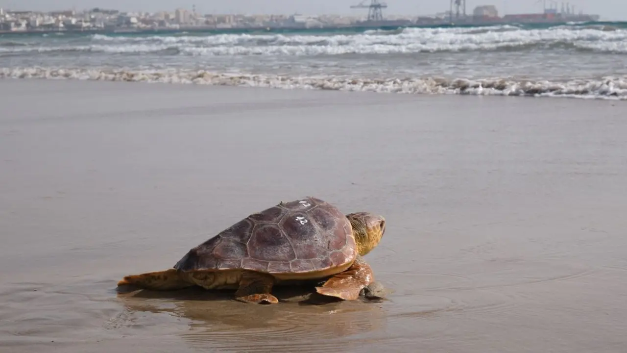 Liberaci&oacute;n de tortuga boba en Playa Blanca.