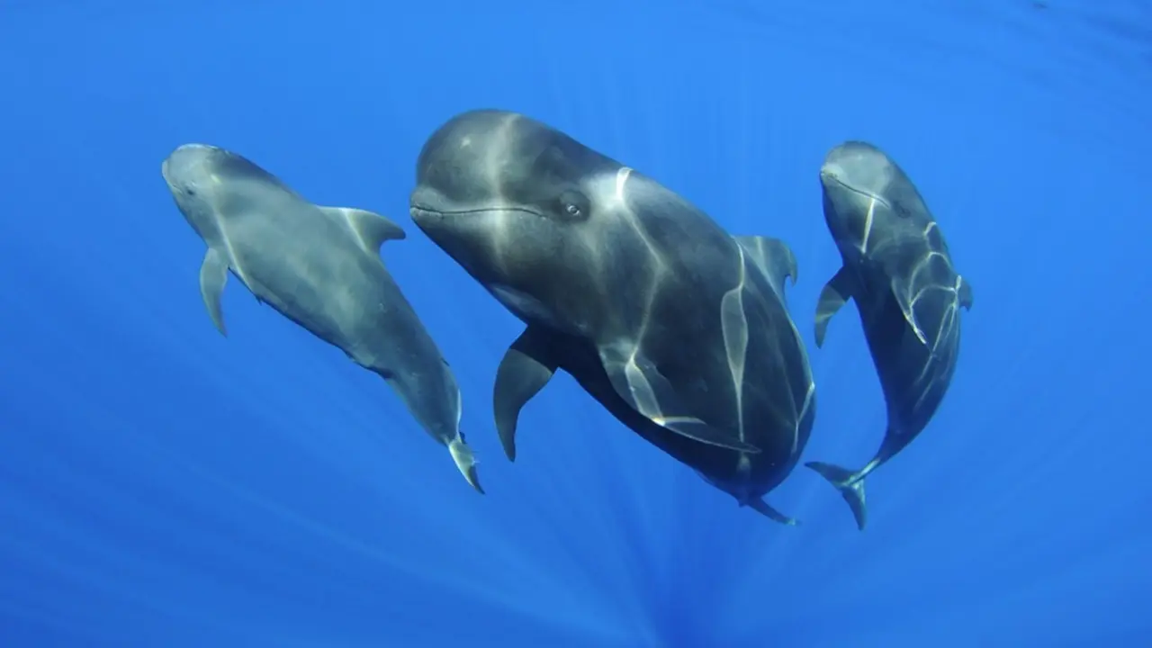 Calderones tropicales captados en la investigaci&oacute;n de especies marinas del IEO en Canarias en aguas de Lanzarote y Fuerteventura. Imagen de Teo Lucas para el IOE en las islas.