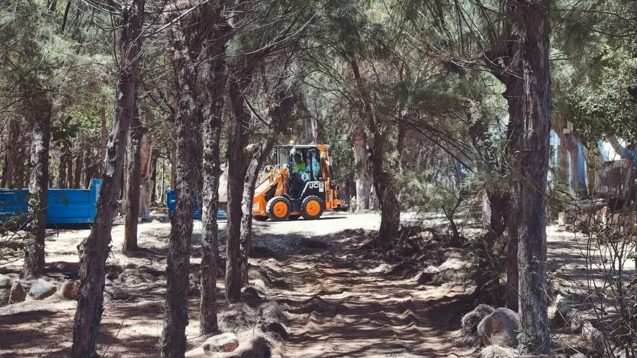 Trabajos en el palmeral de Costa Calma.