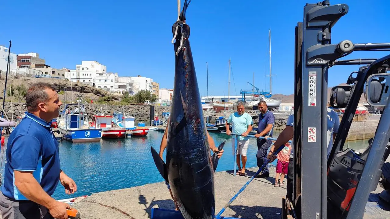 At&uacute;n Rojo capturado por un barco de pesca en Gran Tarajal | &copy;Fuerteventura Digital, 2023