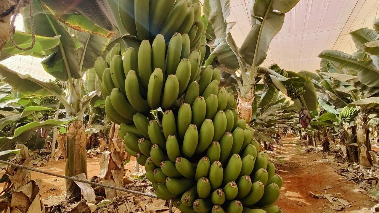 Cultivo de pl&aacute;tano en Fuerteventura | &copy;Fuerteventura Digital, 2023.