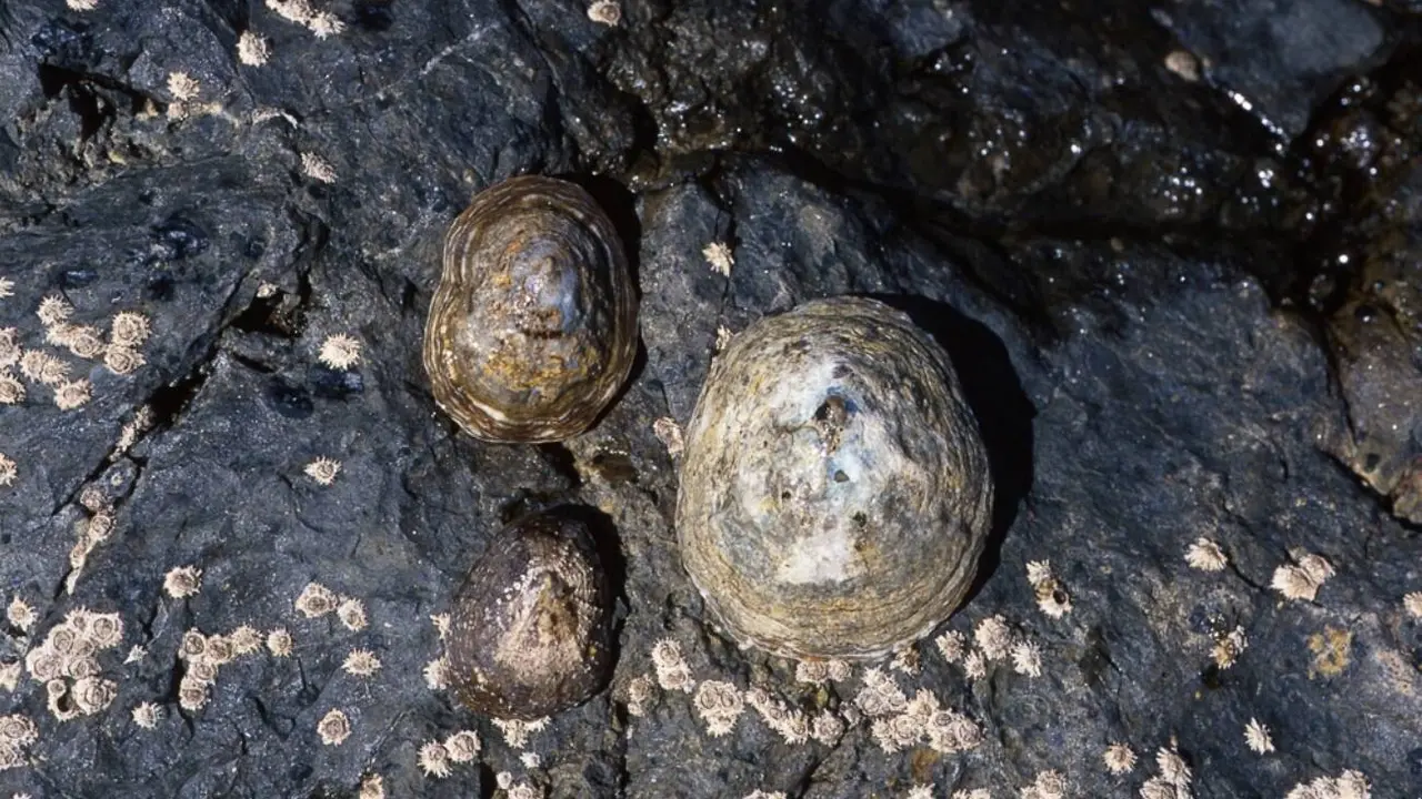 Lapas majoreras, en una imagen de la ponencia sobre su conservaci&oacute;n en la Conferencia Atl&aacute;ntica de Medio Ambiente (Cabildo de Fuerteventura, 2014).