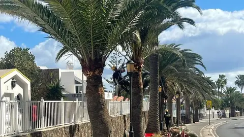 Zonas verdes en el municipio de La Oliva (ARCHIVO) (4)