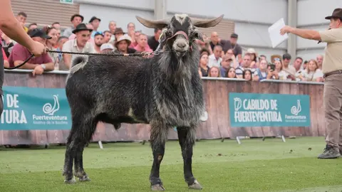 Morisco negro en la Subasta de Machos de Feaga 2024.