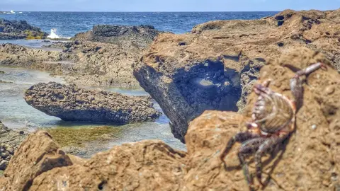 Cangrejo en el litoral de Fuerteventura. Imagen de Archivo.