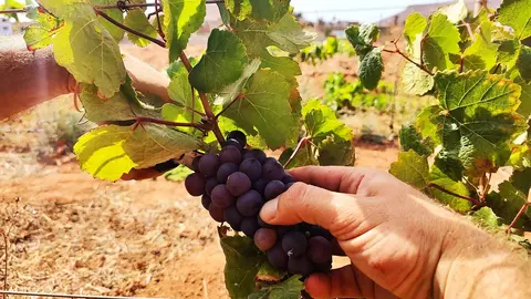Cultivo de vid en Tetir, Fuerteventura (Archivo FD).