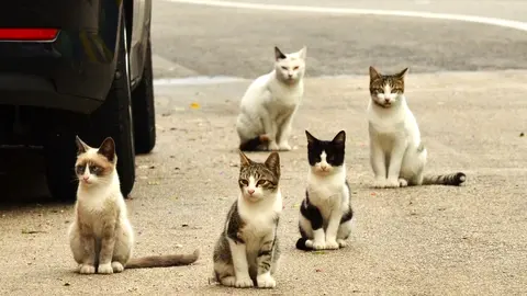 Colonias urbanas de gatos (Imagen de pxhere).