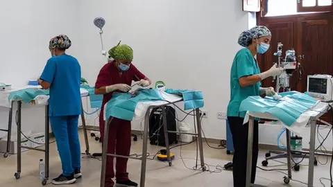 La esterilización de gatos conlleva una cirugía común que ejecutan los veterinarios.