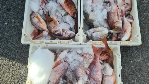 El pescado decomisado por la Guardia Civil en Morro Jable.